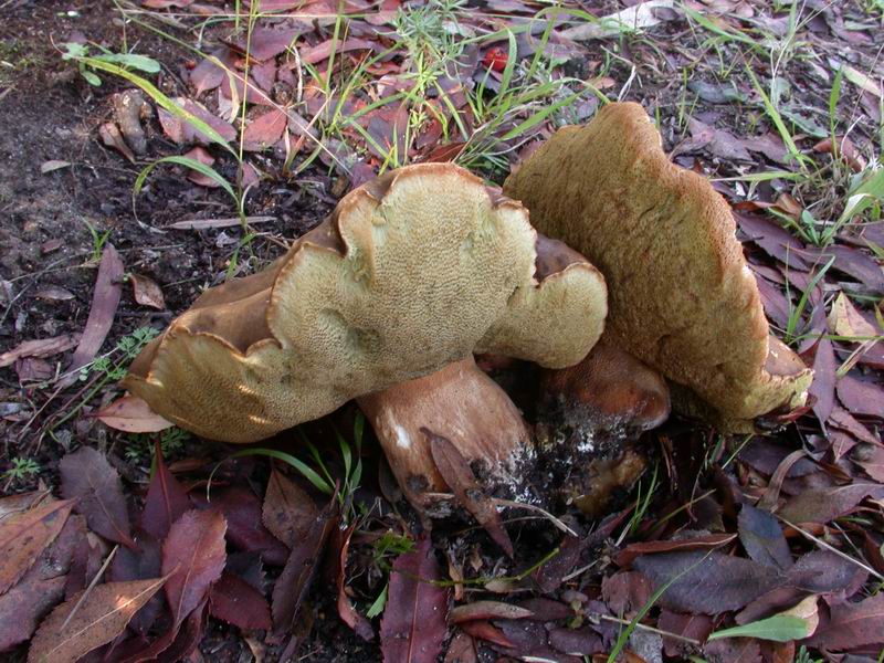 Escursione autunnale in Corsica